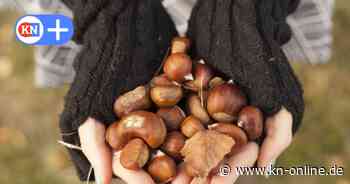 Herbstferien im Kreis Plön: Tipps für Kinder und Jugendliche