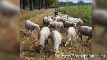 112-nieuws: kudde schapen van de weg gehaald • Stroomhuis deels gesloopt