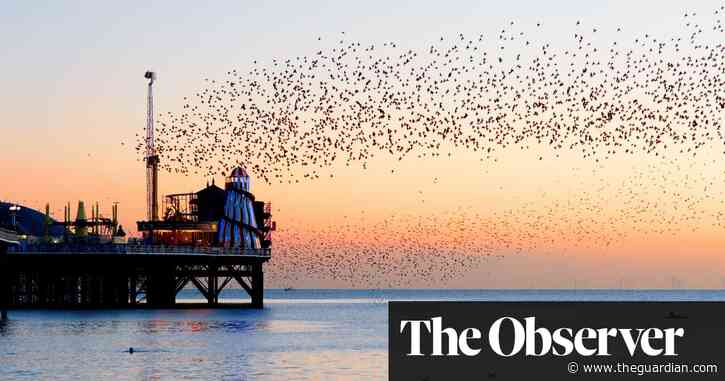 ‘The bully of the bird table’: how the humble starling conquered the world