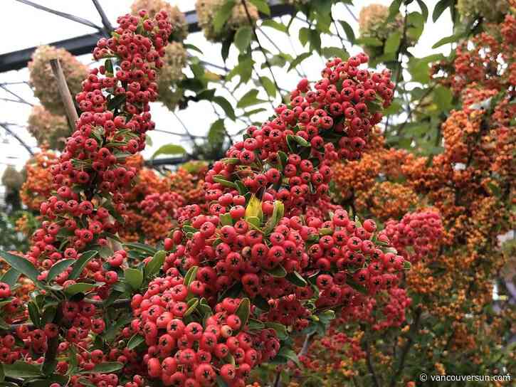 Brian Minter: Introducing the shrubs, flowers and berries that provide vibrant pops of winter colour