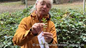 Braunschweig: Diese heilenden Herbstkräuter finden Sie in der Stadt