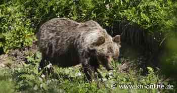 Braunbär greift Pilzsammler in der Slowakei an: 66-Jähriger schwer verletzt