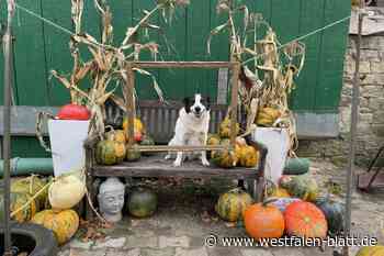 Kürbisparade bei Bauer Bernd in Borgholzhausen