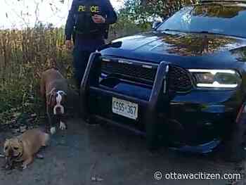 Police use cellphone signal to track person, two dogs lost in forest