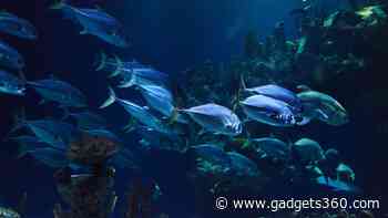 Animal Life Discovered Underground Near Hydrothermal Vents in the Deep Pacific Seabed