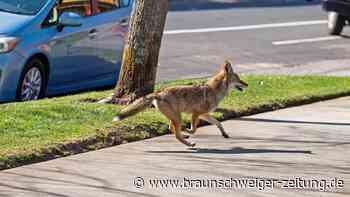 Coyoten fallen in Metropole über Hunde her – Besitzer verzweifelt