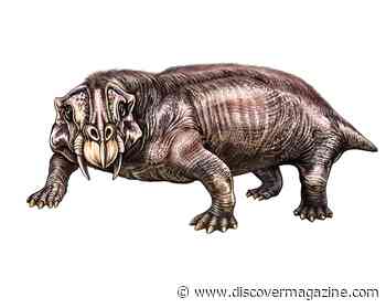 Fossils Inspired This South African Rock Art That Depicted Mythical-Like Creatures