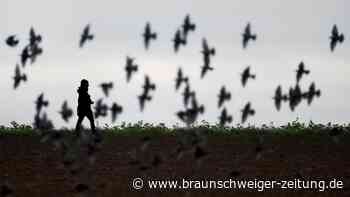 Passanten finden angebundenen Vogel in Braunschweiger Feldmark