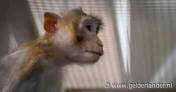 Onderzoek wijst uit: negen aapjes in dierentuin Hongkong overleden door bacteriële infectie