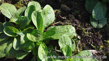Vielfalt trotz Kälte: Diese Gemüsesorten gedeihen auch im Winter