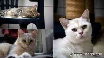 „Von den Menschen im Stich gelassen“: Katzenfamilie sucht Zuhause