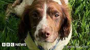 Six dogs found abandoned on Bodmin Moor