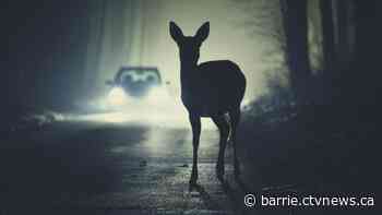 OPP report spike in wildlife-related collisions