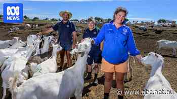 Dairy goat farmers confident in future despite lack of industry representation