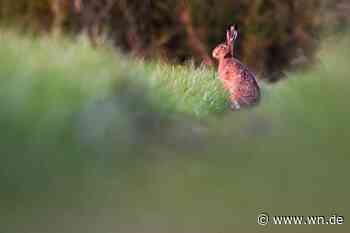 Gefährliche Seuche vor den Toren Münsters bedroht Feldhasen
