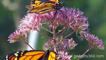 New Project Aims to Relocate Oyamel Fir Trees to Protect Monarch Butterflies
