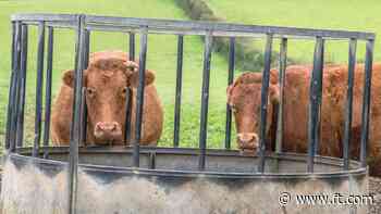 Most UK animal welfare violations not prosecuted as enforcement breaks down