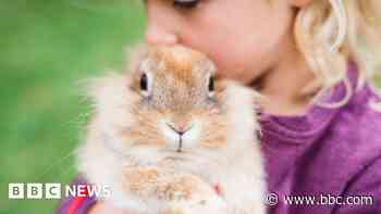 'Rabbits are not as easy to keep as you might think'