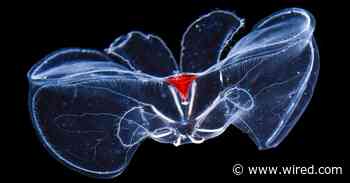 How Cells Resist the Pressure of the Deep Sea