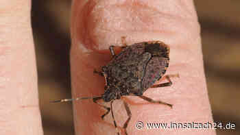 Invasion der Stinkwanzen: Wie man sie beseitigt und was man auf keinen Fall tun sollte