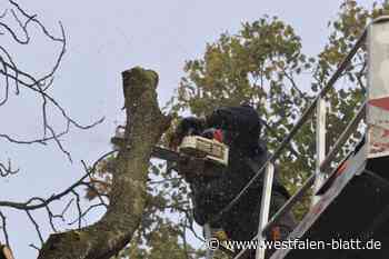 FDP will Baumschutzsatzung in Paderborn kippen