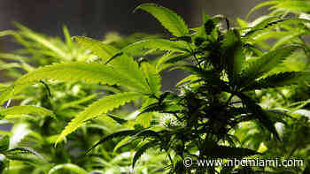 What Floridians can learn about Virginia's ‘confusing' marijuana system ahead of Amendment 3 vote