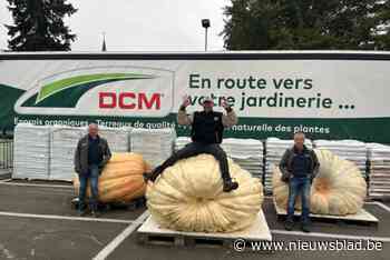 Mario Vangeel (50) kaapt  hoofdprijs weg op pompoenmarkt