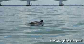 Groep bruinvissen houdt uitzonderlijke ‘orgie’ op Oosterschelde: ‘Gaat er behoorlijk heftig aan toe’