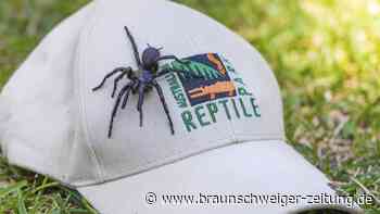 Herzinfarkt: Spinnengift soll Leben retten – Klinische Studie