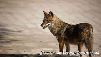 „Man weiß nicht, was kommt“: Neues Raubtier breitet sich in Deutschland aus – es ist mit dem Wolf verwandt