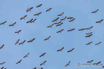 Kraniche am Himmel über Münster: Der Vogelzug hat begonnen