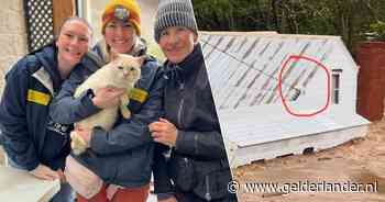 ‘Wonderkat’ duikt ruim week nadat hij meegesleurd werd door kolkende water van orkaan Helene op