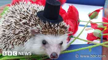 Hedgehog invited as 'guest of honour' to wedding