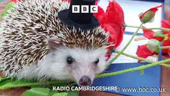 Pico the prickly wedding guest