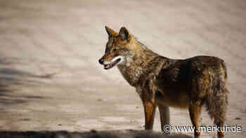 Neuzugang in den Wäldern Deutschlands: Der Goldschakal