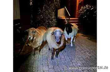 POL-HI: Drei ausgebüxte Schafe in Nordstemmen - Besitzer gesucht