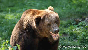 In Gebirgsregion nahe Gardasee: Bär attackiert Pilzsammler – neue Abschuss-Debatte in Italien entfacht