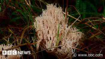 Rare mushroom found growing at farm