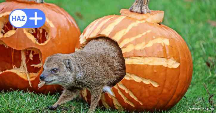 31.10.2024 in Hannover: Das kann man an Halloween und Reformationstag unternehmen