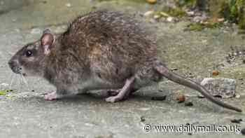 Life in America's second rattiest city - where cars are eaten by rodents