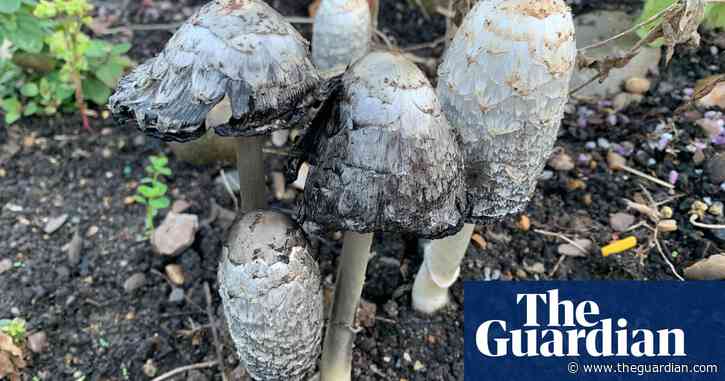 Country diary: The last warm day of the year, and the woodland is changing | Kate Blincoe