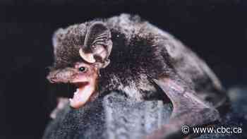 Here's what you need to know about rabies