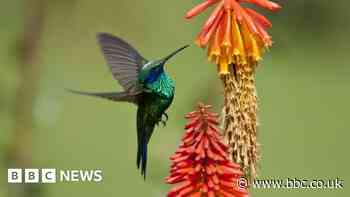 What is biodiversity and how can we protect it?