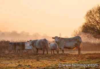Defra announces new general licence for bluetongue vaccines