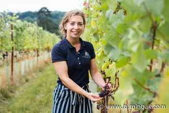 Herts arable farm undergoes vineyard diversification as sector flourishes