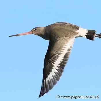 Weidevogelmiddag met presentaties