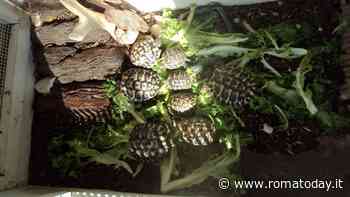 Otto tartarughe in gabbia e senza autorizzazioni: denunciata una 50enne