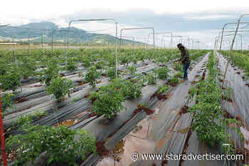 Honolulu Council members urge new agricultural task force