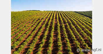 Veel minder import uit derde landen aan begin Spaans sinaasappelseizoen