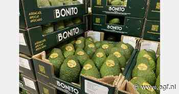 Naast avocado- is ook mangoteelt mogelijk in de Valenciaanse Gemeenschap